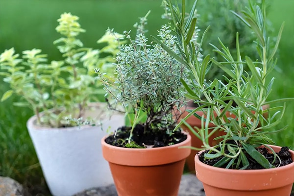 Plantes Aromatiques bio